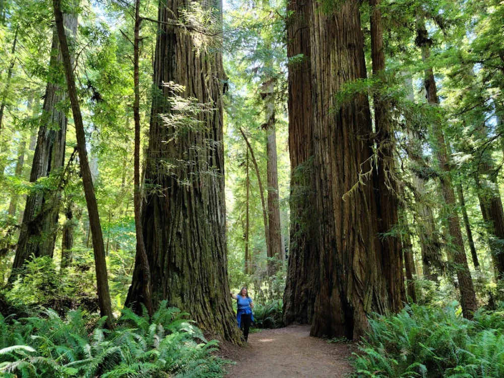 Redwood National and State Parks